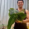 Anjasmara Tanaman