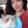 Potret Gemas Kucing Davina Karamoy