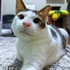 Kucing Presiden Prabowo