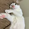 Kucing Presiden Prabowo