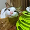 Kucing Presiden Prabowo