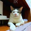 Kucing Presiden Prabowo