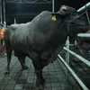 Lesti Kejora Beli Sapi Kurban