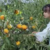 li ziqi youtuber china kaya hilang