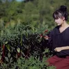 li ziqi youtuber china kaya hilang