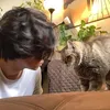 dikta dan kucing jimbon