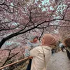 Moana Liburan ke Jepang