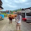 Ria Ricis Berburu Sapi Kurban untuk Dihibahkan