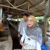 Ria Ricis Berburu Sapi Kurban untuk Dihibahkan