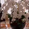Ruang tamu di rumah Syahrini
