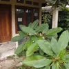 berita alda risma, rumah alda risma, rumah alda risma ditinggalkan