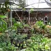 Indah Permatasari Rumah Ortu