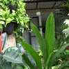 Soimah Rumah Jogja