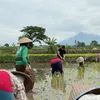 Sintya Marisca Ikut Tanam Padi