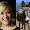 hewan peliharaan, peliharaan selebriti, peliharaan selebriti hollywood