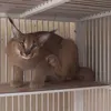 Kamar Kucing Baim Wong