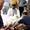 Potre Rizky Billar sembelih 7 ekor sapi di lokasi syuting.