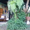 Rumah Tumbuh Widi Mulia dan Dwi Sasono