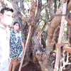 Titi Kamal dan Christian Sugiono beli pohon