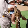 Arash memberi makan hewan