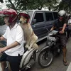 Ace Armani Anjing Pintar