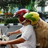 Ace Armani Anjing Pintar