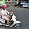 Ace Armani Anjing Pintar