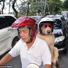 Ace Armani Anjing Pintar