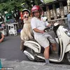Ace Armani Anjing Pintar