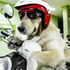 Ace Armani Anjing Pintar