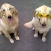 Ace Armani Anjing Pintar