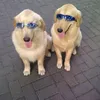 Ace Armani Anjing Pintar