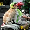 Ace Armani Anjing Pintar