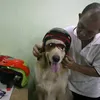 Ace Armani Anjing Pintar