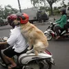 Ace Armani Anjing Pintar