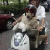 Ace Armani Anjing Pintar