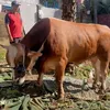 Sapi kurban keluarga Hermansyah