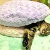 Kucing Lucu Berselimut