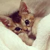 Kucing Lucu Berselimut