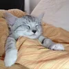 Kucing Lucu Berselimut