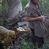 Abdullah Sholeh dan Harimau Benggala