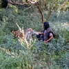 Abdullah Sholeh dan Harimau Benggala