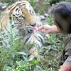 Abdullah Sholeh dan Harimau Benggala