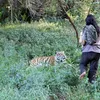 Abdullah Sholeh dan Harimau Benggala
