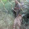 Abdullah Sholeh dan Harimau Benggala