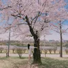 kencan sakura idola K-Pop ala manga