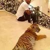 Artis Vs Hewan Buas
