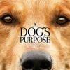 A DOG'S PURPOSE juga mencatatkan minggu perdana yang mengesankan. Film ini dibintangi oleh Dennis Quaid dan Britt Robertson, dan film ini mencatatkan pendapatan 18 juta dolar atau 240 miliar di minggu ini.