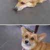 Corgi