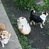 Corgi